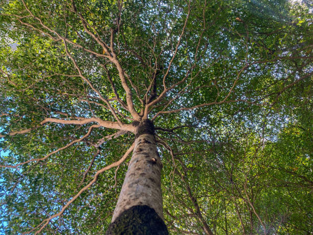 istock Tree with many branches and green leaves 1306930156