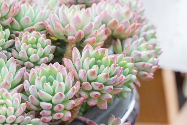 istock Crassulaceae succulent plant Marcus，Sedeveria Markus 1306931358