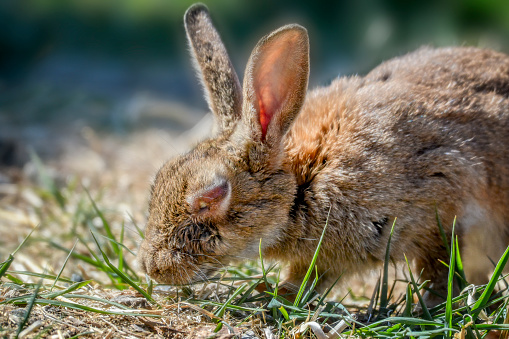 Myxomatosis is a disease caused by Myxoma virus, a poxvirus in the genus Leporipoxvirus, causes a severe and usually fatal disease in European rabbits.