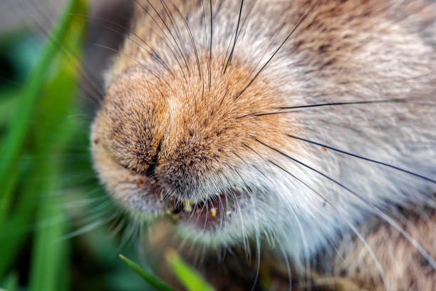 Free picture: muzzle, rabbit, rodent