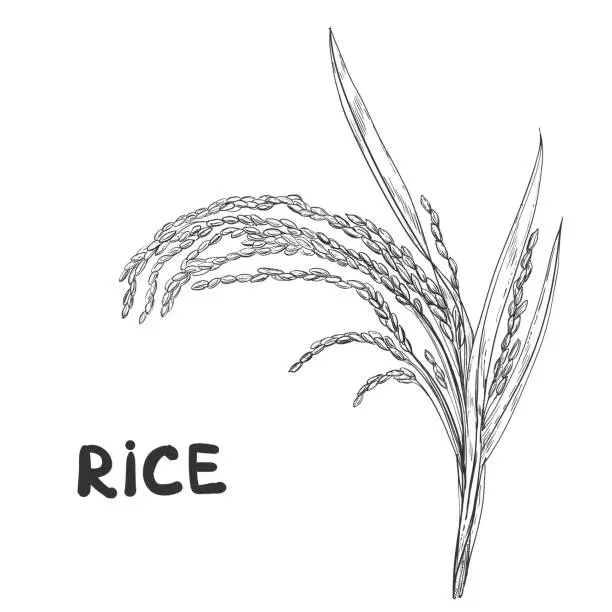 Vector illustration of Hand drawn sketch black and white of rice plant, ear, leaf, grain. Vector illustration. Elements in graphic style label, card, sticker, menu, package. Engraved style illustration.