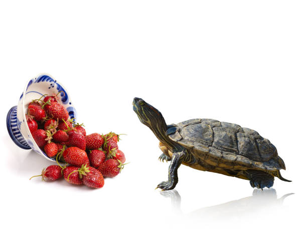 Greek tortoise in the garden in summer