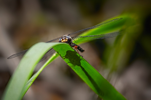 Dragonfly perching on a a blade of grass