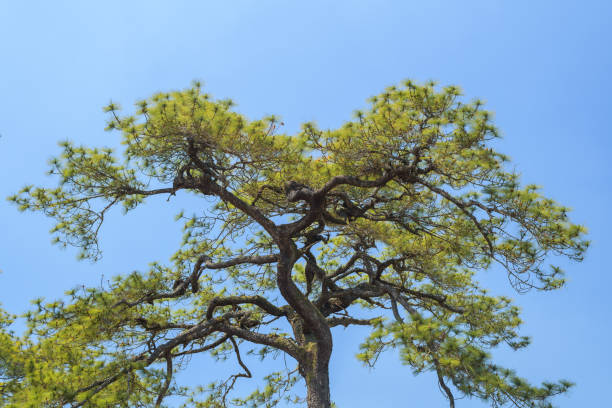 istock Beautiful pine tree in the national park, Thailand. 1306935553