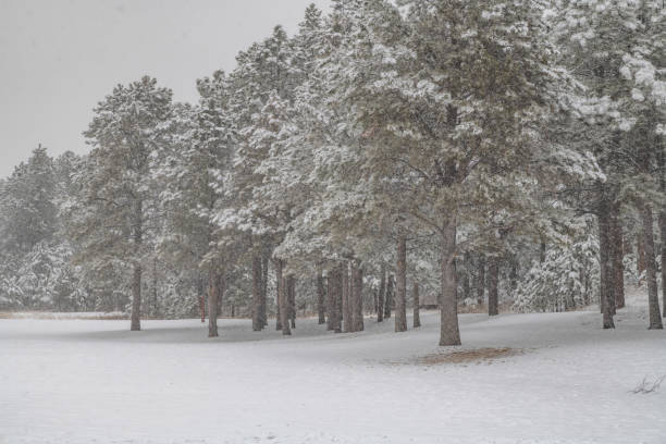 Snow covered pine trees in black forest with snow falling