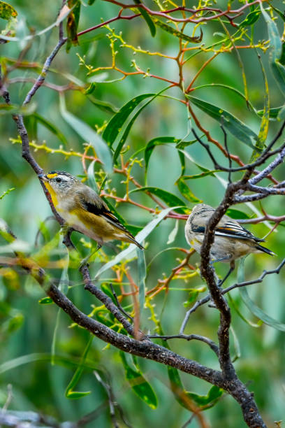 forma macchiata gialla paralote iniziata (pardalotus striatus) - straited foto e immagini stock