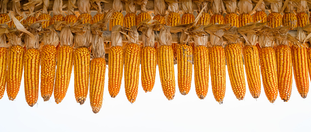 Closeup of corn cobs at the farm