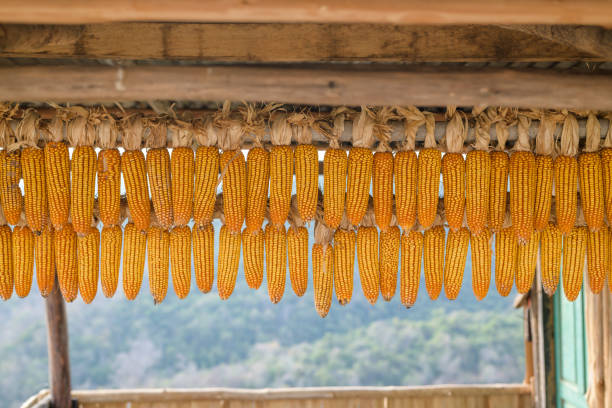 Closeup of corn cobs at the farm