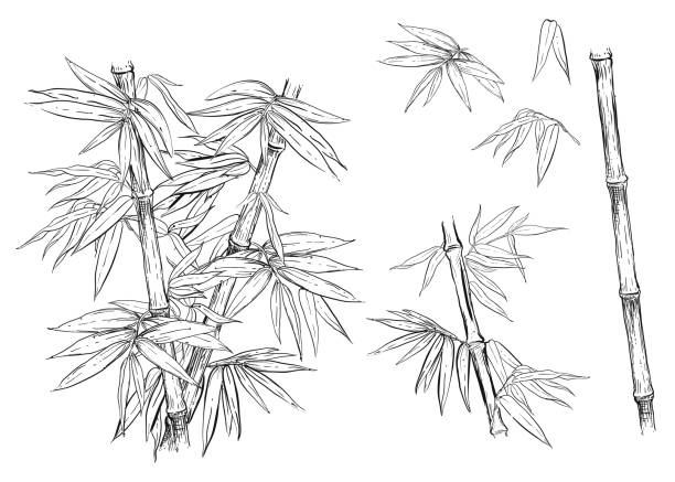 Hand drawn black and white vector illustration set of bamboo, leaf. sketch. Hand drawn black and white vector illustration set of bamboo, leaf. sketch. bamboo leaf stock illustrations