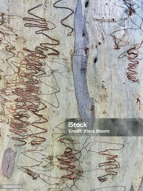 Gum Tree Patterns Australian Native Scribbly Gum Tree Bark Patterns Stock Photo ...