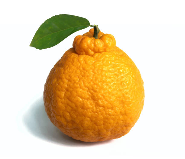 Dekopon Japanese citrus on white background.