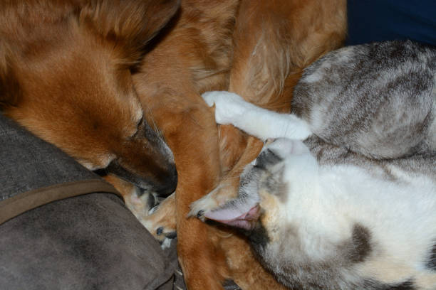 istock Calico cat and mixed breed golden dog sleeping together 1306945676
