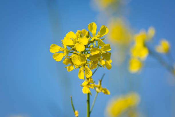 flores amarillas de mostaza florecen en campo agrícola - mustard flower fotografías e imágenes de stock