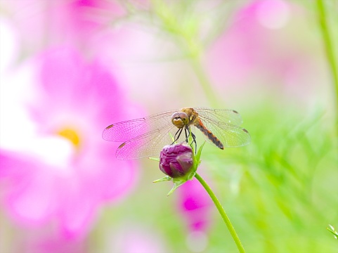 Take a break in the cosmos field