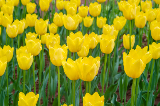Tulips in spring,colourful tulip in Japan. Hitachi seaside park, ibaraki, summer,spring mito ibaraki stock pictures, royalty-free photos & images