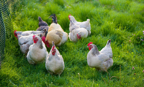 istock Rooster and Chickens. Free Range Cock and Hens 1306952913