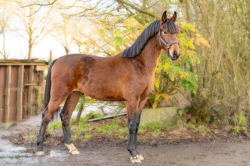 A brown KWPN stallion, Dutch Warmblood horse, 2 years old.Outside against a green and yellow natural background.
