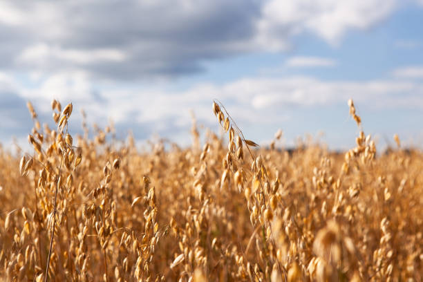 istock Oat cereal fields with blue sky on a sunny summer day before harvest. 1306958835