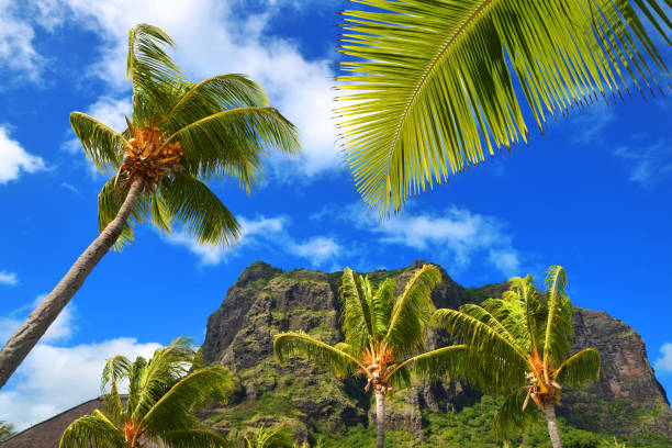 istock Le Morne Brabant mountain with coconut palm trees, Mauritius island. 1306959073