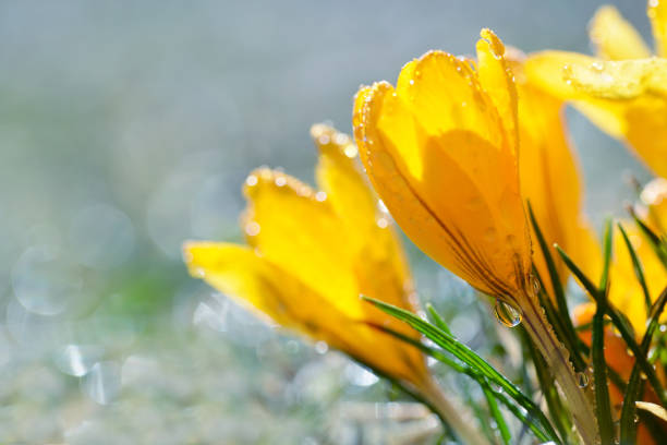 istock Rain drops on yellow crocus flowers close up. 1306960946