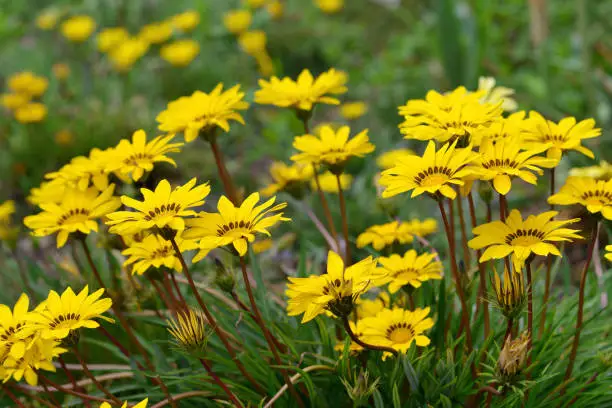 Yellow flowers of Gazania splendens genus asteraceae close up. Spring nature background.