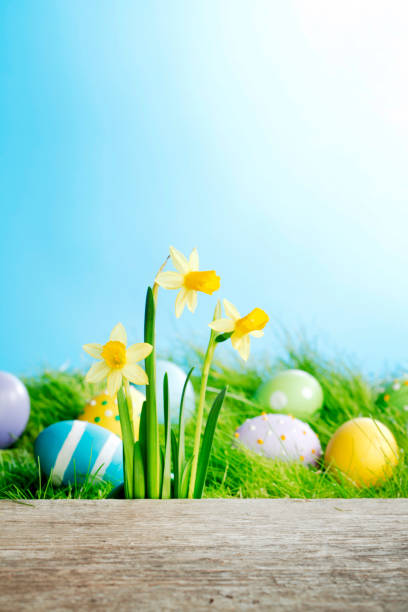 flores amarillas y huevos de pascua - yellow easter daffodil religious celebration fotografías e imágenes de stock