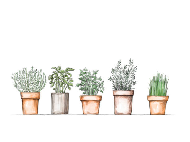 白い背景のポットの異なるハーブ - herb chive parsley herb garden点のイラスト素材／クリップアート素材／マンガ素材／アイコン素材