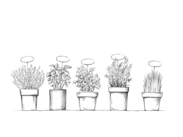 白い背景に対して名札を持つポットの様々なハーブ - herb chive parsley herb garden点のイラスト素材／クリップアート素材／マンガ素材／アイコン素材