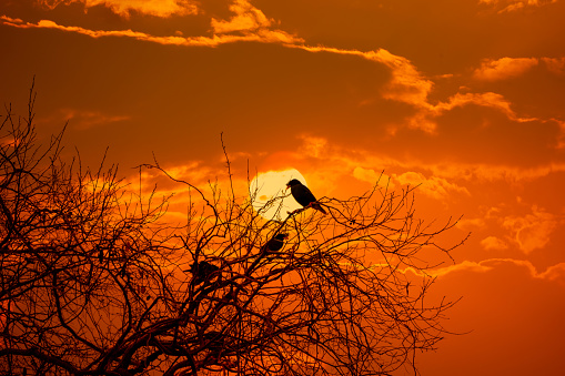 sunset and birds on tree on dark background