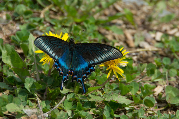istock Beautiful black butterfly with blue streaks 1306968697