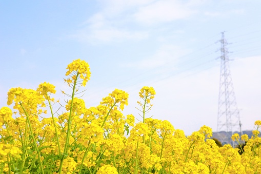 Rape blossoms are blooming bright yellow flowers.