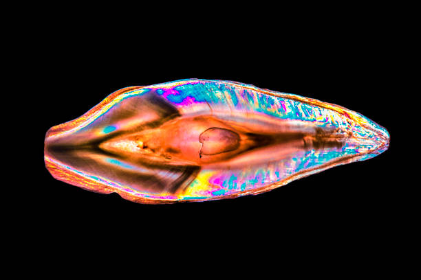 tooth slice cross polorized picture ,focus on the slice edge