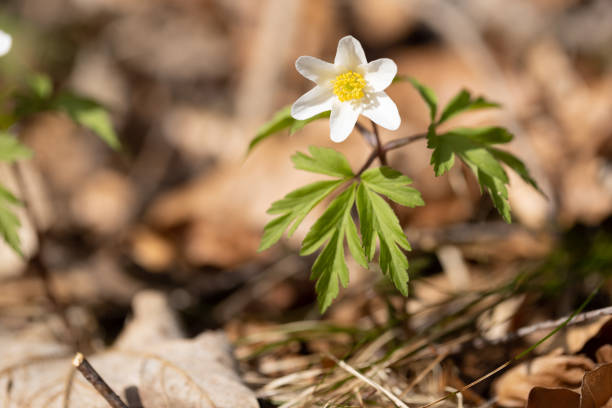 春の木のアネマネ - yellow wood anemone ストックフォトと画像