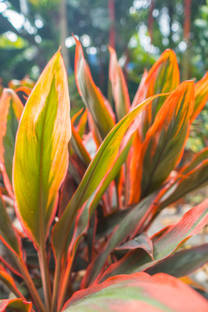 Cordyline fruticosa flower in garden with green tree background. Nature and colorful flower background Cordyline fruticosa flower in garden with green tree background. Nature and colorful flower background ti plant stock pictures, royalty-free photos & images