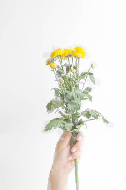 istock A woman's hand holds a flower on a light background, painted in color with a brush. Creative idea of women and nature. 1306972182
