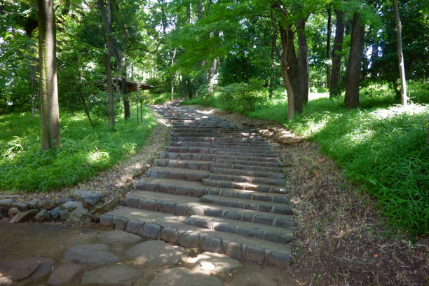 istock Natural scenery in the forest park 1306973136