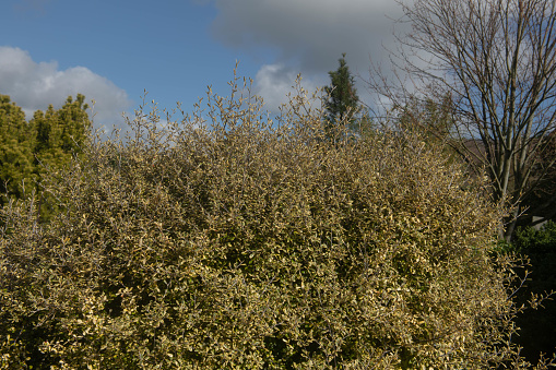 Corokia x virgata is a Hybrid variety of the Wire Netting Bush