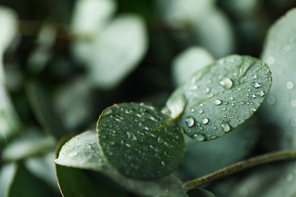 istock Beautiful eucalyptus leaves with water drops, close up 1306977381
