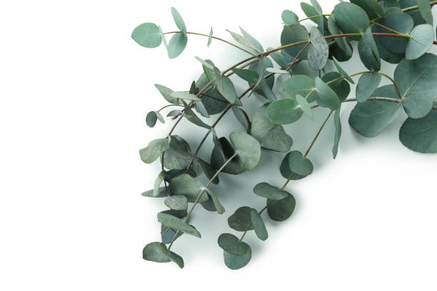 istock Beautiful eucalyptus twigs isolated on white background 1306977401