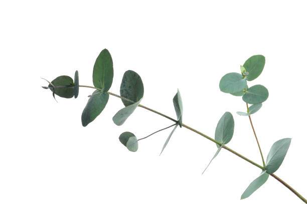 istock Beautiful eucalyptus branch isolated on white background 1306977461