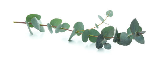 istock Beautiful eucalyptus branch isolated on white background 1306977483