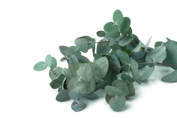 istock Beautiful eucalyptus twigs isolated on white background 1306977580