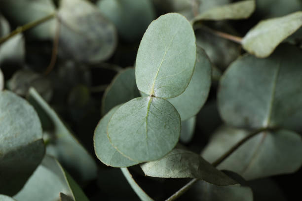 istock Beautiful eucalyptus twigs and leaves, close up 1306977593