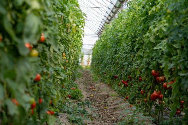 istock Ripe tomatoes in greenhouse. 1306977597