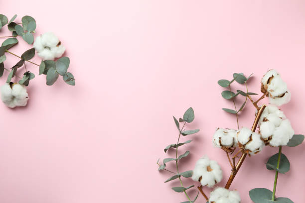 istock Beautiful eucalyptus and cotton on pink background 1306977611