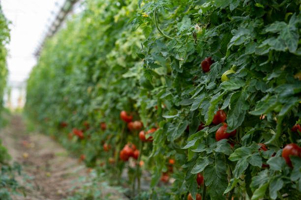 istock Ripe tomatoes in greenhouse. 1306977618