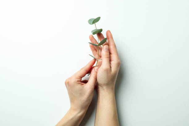 istock Female hands hold eucalyptus twig on white background 1306977675