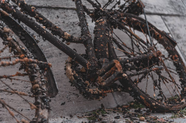 istock an old overgrown bicycle recovered from the water 1306977751