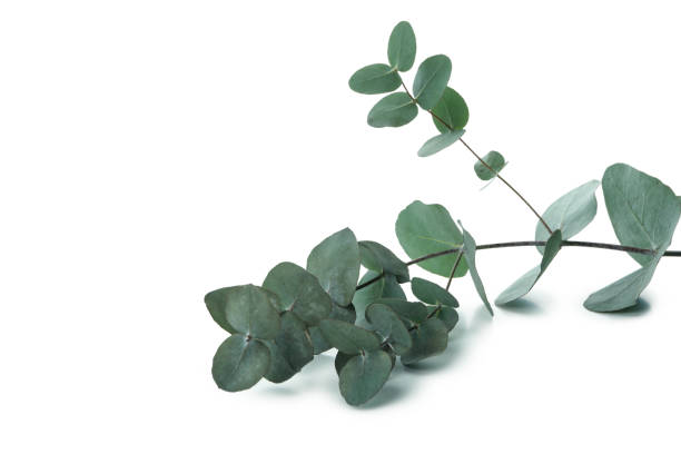 istock Beautiful eucalyptus branch isolated on white background 1306977759