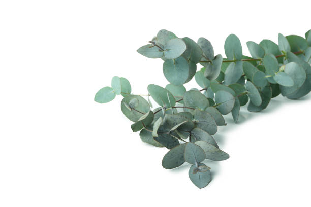 istock Beautiful eucalyptus twigs isolated on white background 1306977791